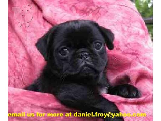 PoulaTo: Male and Female Kc Reg Pug puppies for re-homing